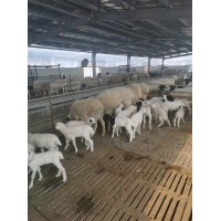 供應(yīng)杜寒改良綿羊品種一代二代母羊多胎多肉耐粗飼長(zhǎng)勢(shì)快效益高